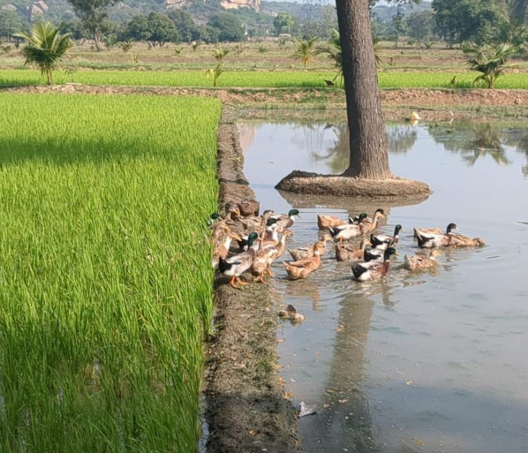Integrated Farming System in Rice
